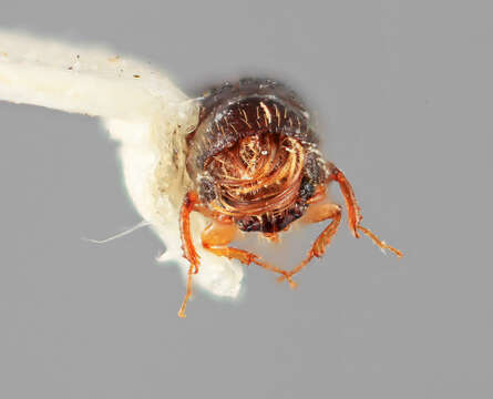 Image of Gnathotrupes kirkendalli Wood 2007