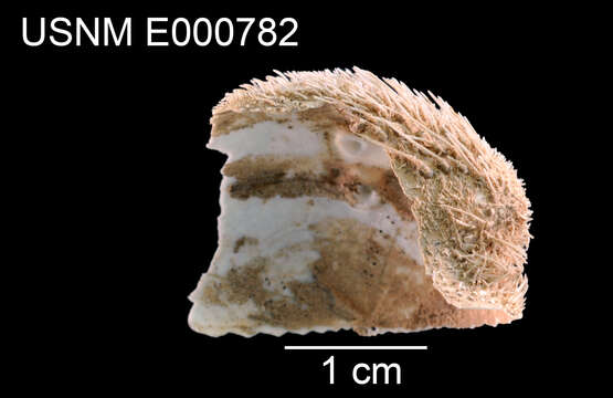 Image of Pseudolovenia A. Agassiz & H. L. Clark 1907