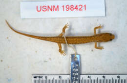 Image of Junaluska Salamander