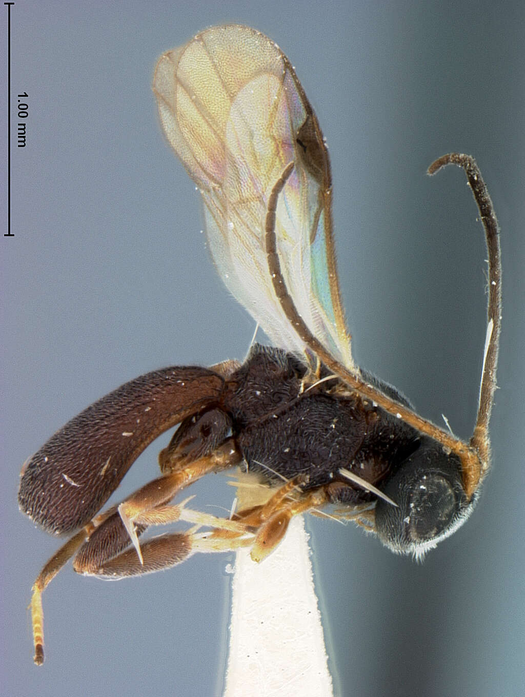 Image of Chelonus grapholithae McComb 1968