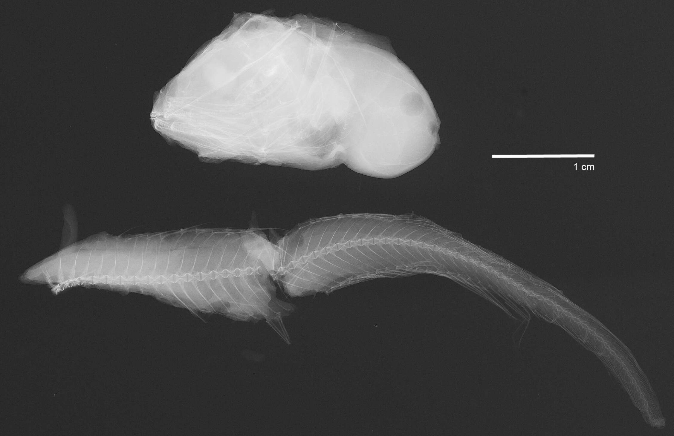 Plancia ëd Careproctus ostentum Gilbert 1896