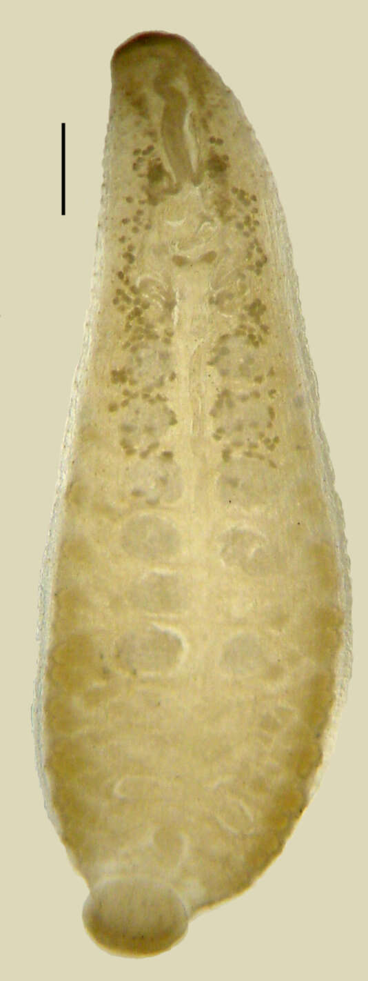 Image of Placobdella translucens (Sawyer & Shelley 1976)