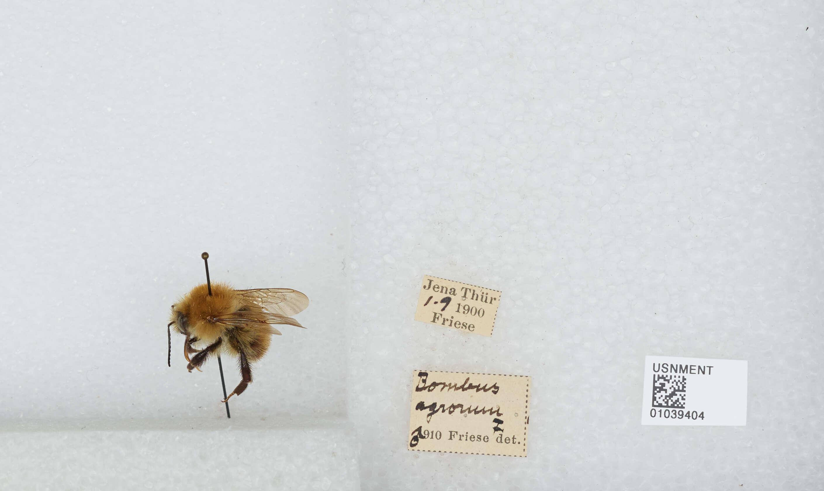 Image of Common carder bumblebee