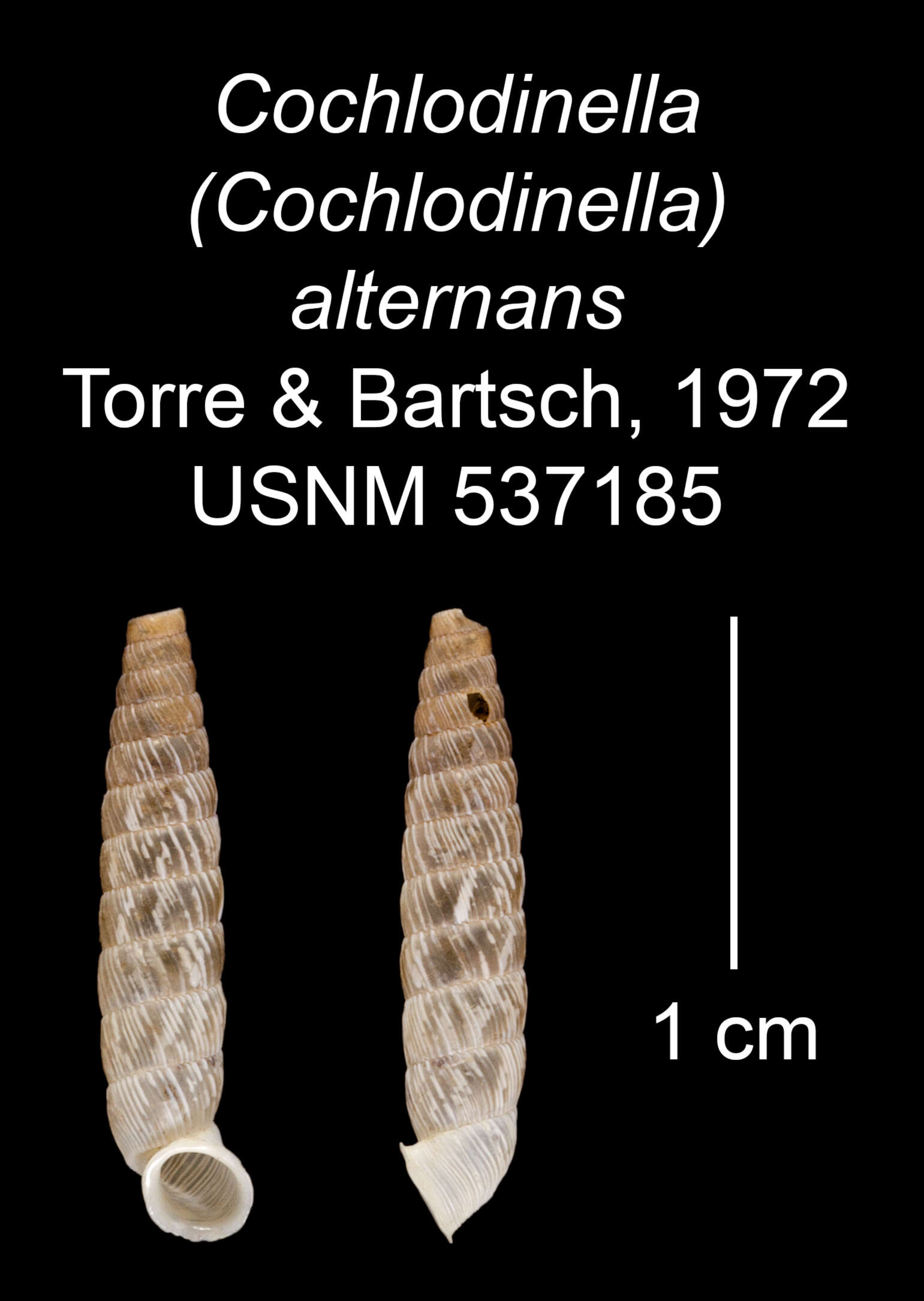 Imagem de Cochlodinella alternans C. Torre & Bartsch 1972