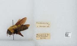 Image of Bombus melanurus Lepeletier 1836