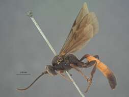 Image of Ichneumon Linnaeus 1758