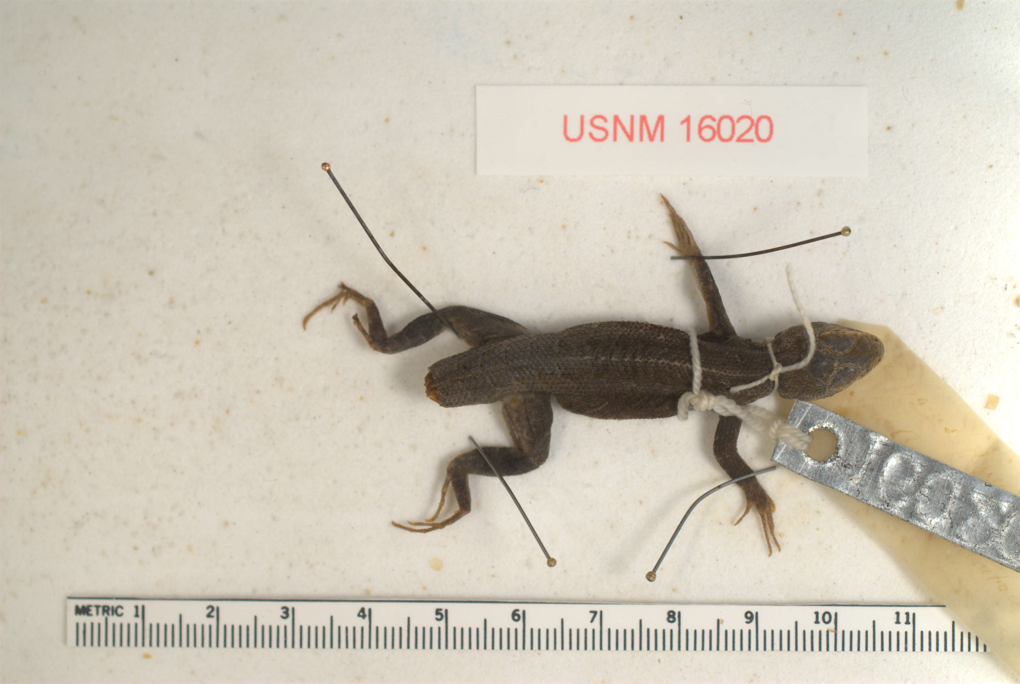 Image of Sceloporus variabilis marmoratus Hallowell 1852