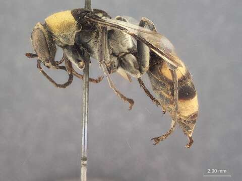 صورة Psorthaspis bioculata Bradley 1944