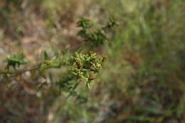 Sivun Hypericum myrtifolium Lam. kuva