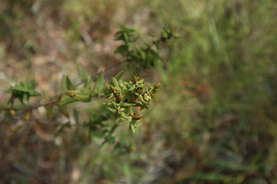 Image of Myrtle-Leaf St. John's-Wort