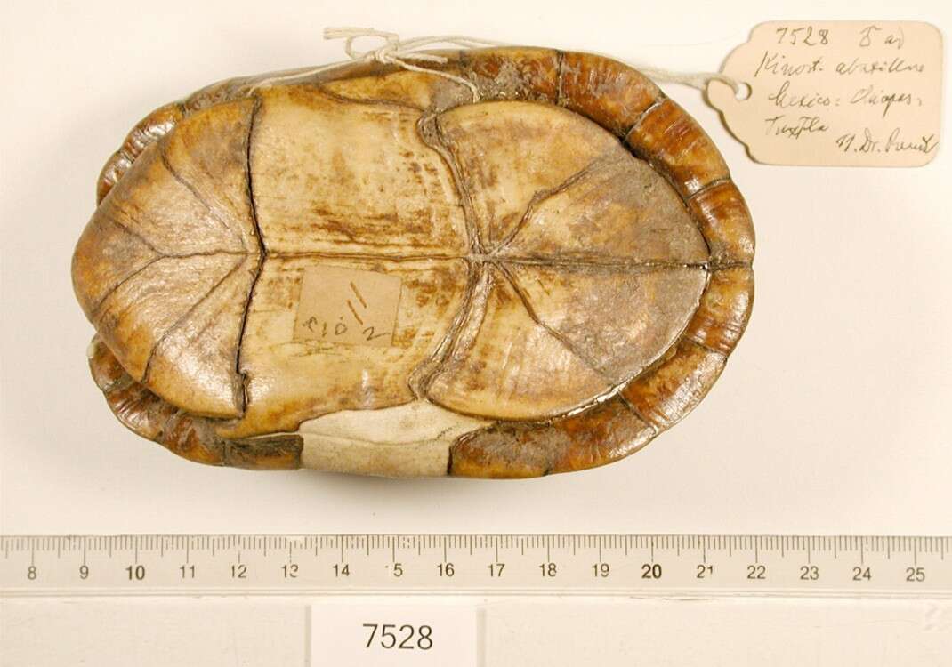 Image of Scorpion mud turtle