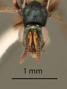 Image of Microdontomerus secus Grissell 2005