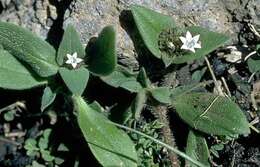 Image of tropical Mexican clover