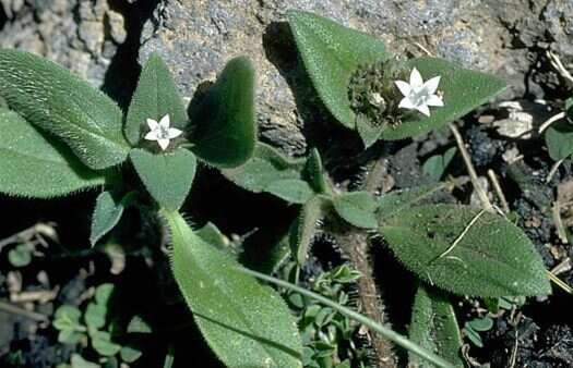 Image of tropical Mexican clover