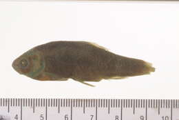 Image of Pseudophoxinus