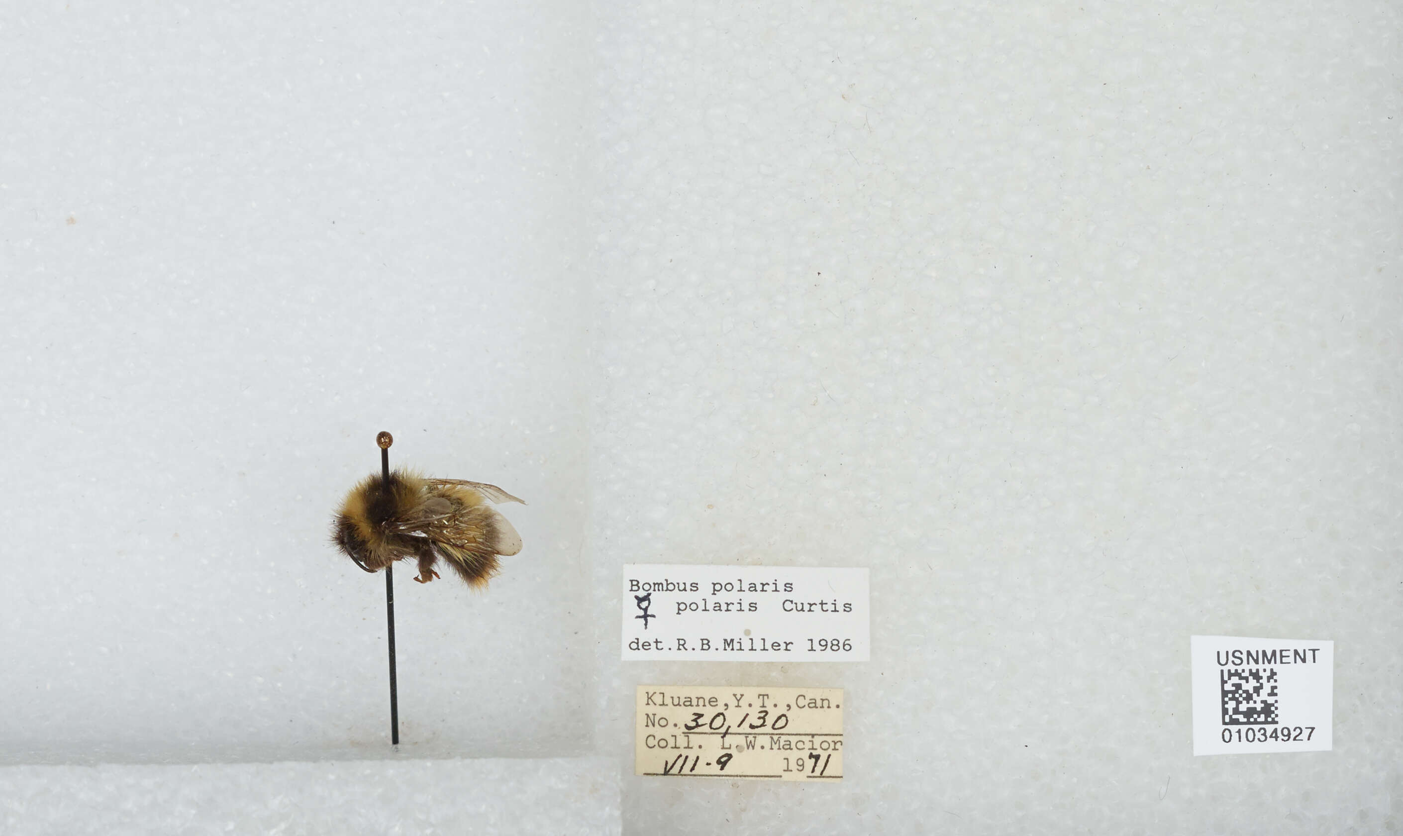 Image of Polar Bumble Bee