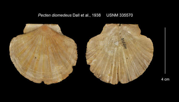 Imagem de Pecten diomedeus Dall, Bartsch & Rehder 1938