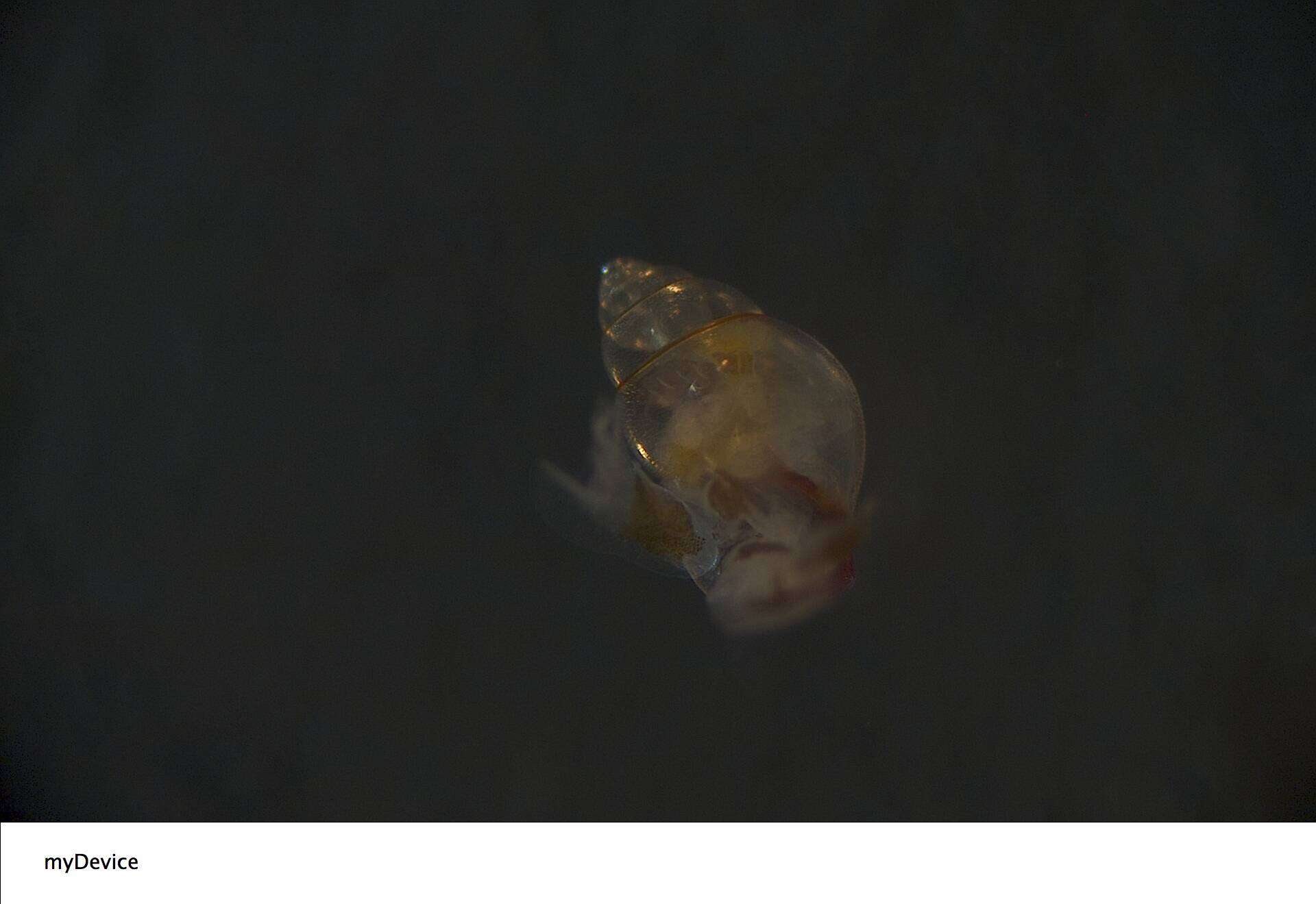 Image of trochiform pteropod