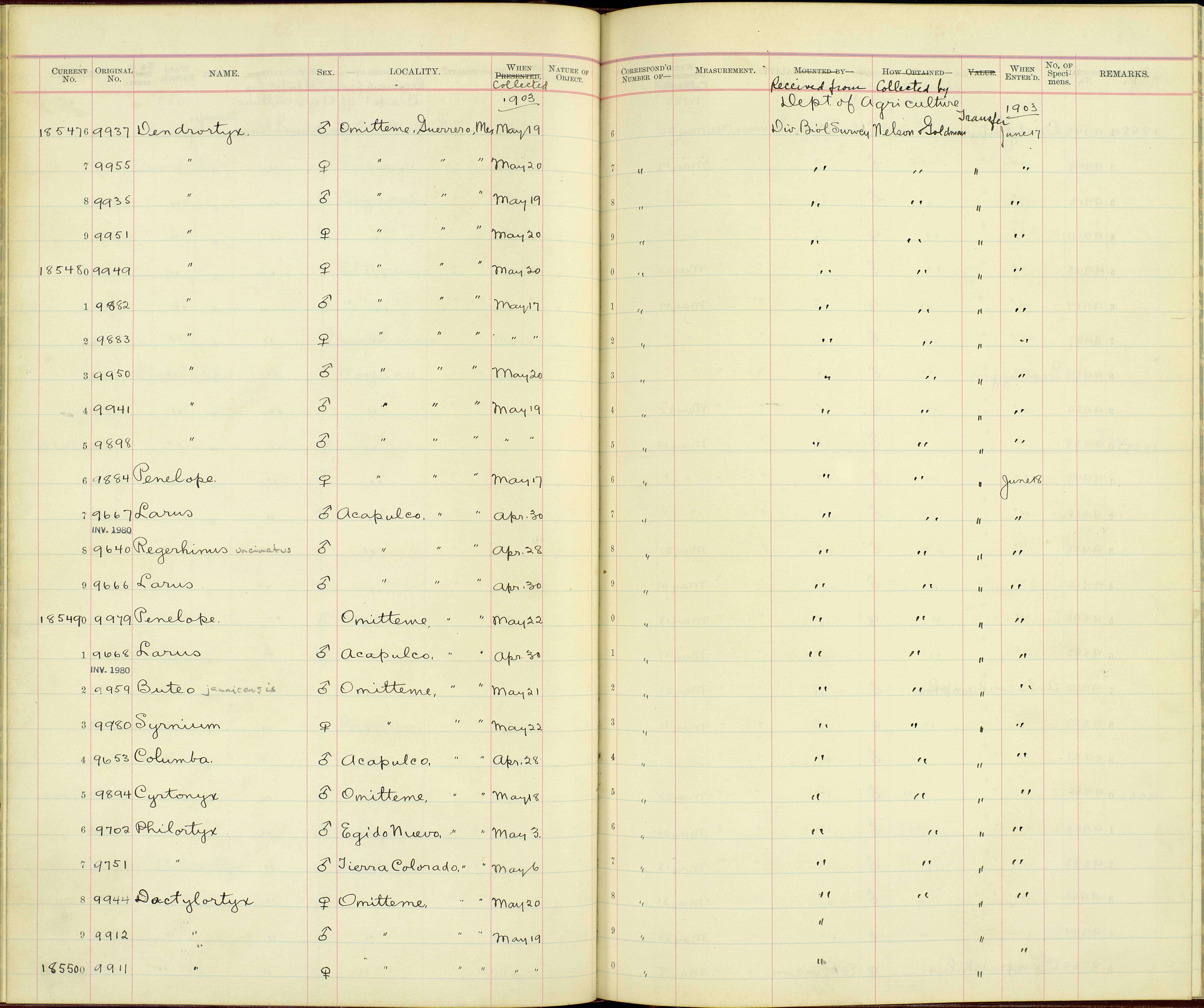 Dactylortyx Ogilvie-Grant 1893 resmi