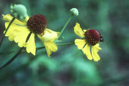 Image of purplehead sneezeweed