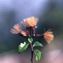 Image of Vernonanthura buxifolia (Less.) H. Rob.