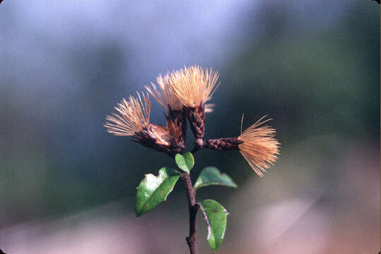 Imagem de Vernonanthura buxifolia (Less.) H. Rob.