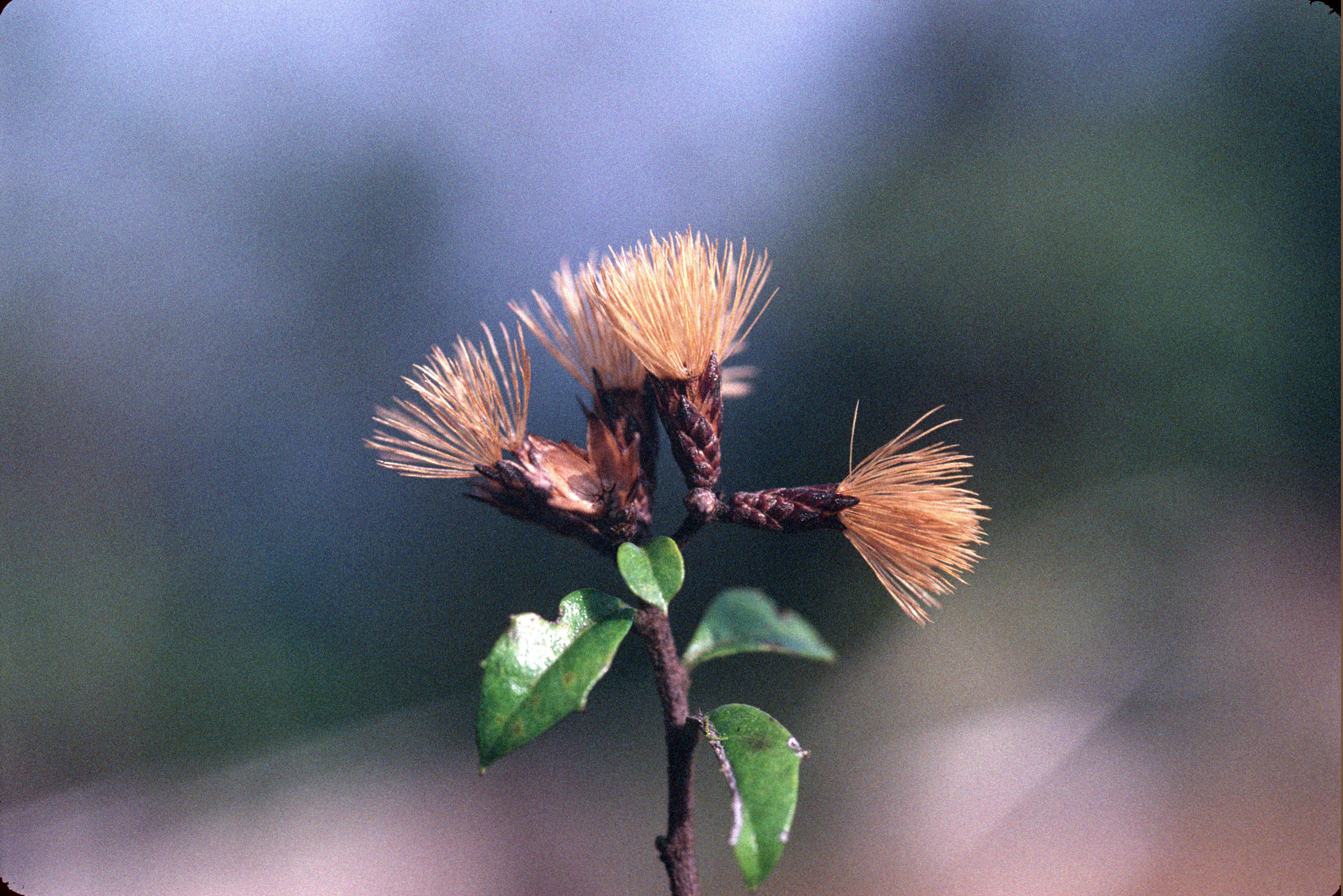 Image de Vernonanthura buxifolia (Less.) H. Rob.