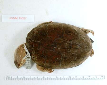 Image of Mississippi mud turtle