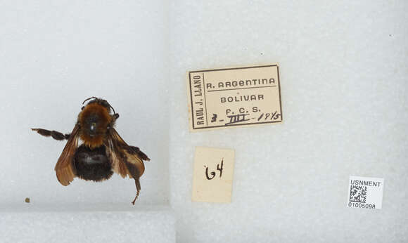 Imagem de Bombus bellicosus Smith 1879