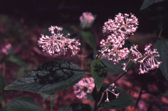 Imagem de Ceanothus americanus L.