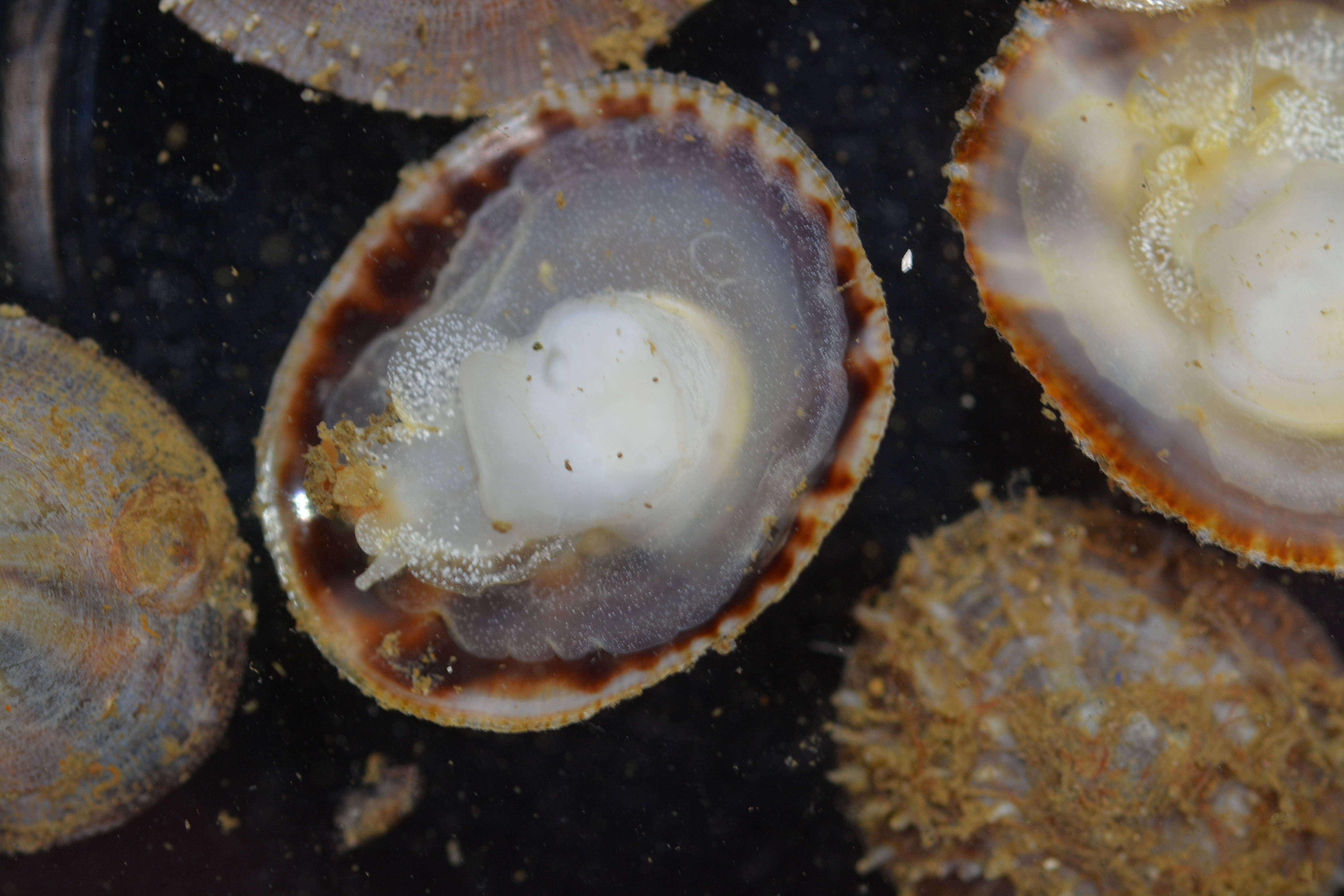 Image of Spiny cup and saucer shell