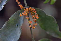 Image of Loranthaceae