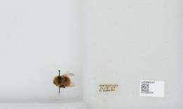 Image de Bombus sylvicola Kirby 1837