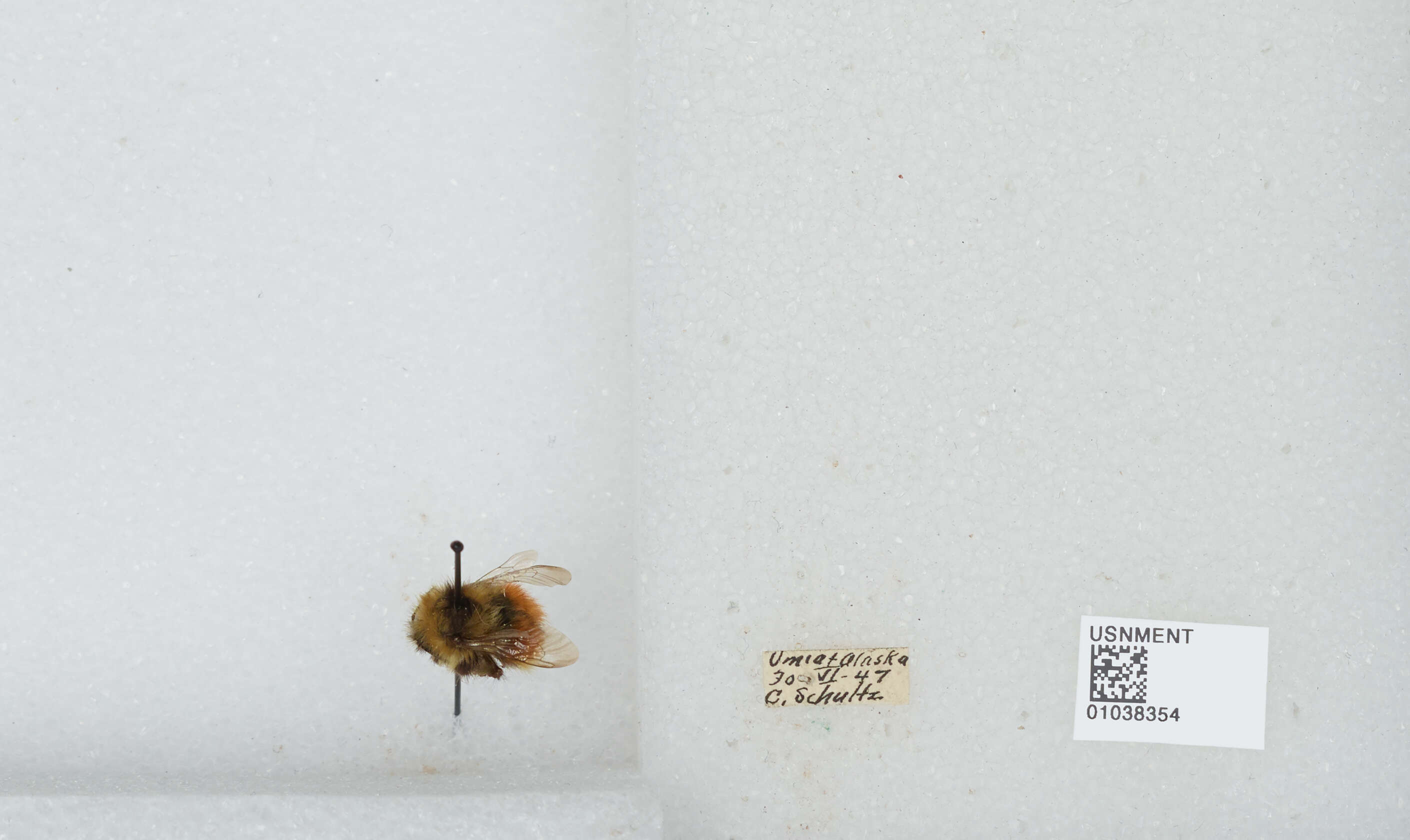 Image de Bombus sylvicola Kirby 1837