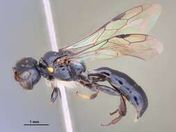 Image of Crossocerus taiwanus Tsuneki 1968