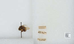 Image de Bombus sitkensis Nylander 1848