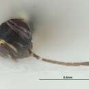 Image of Pseudleptomastix mexicana Noyes & Schauff 2003