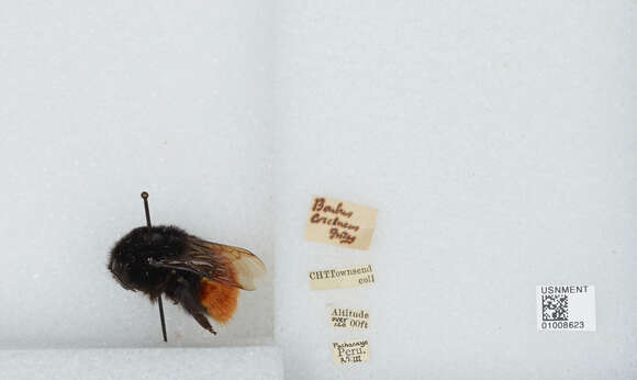 Image of Bombus coccineus Friese 1903