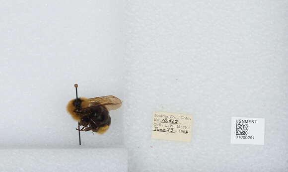 Image de Bombus insularis (Smith 1861)