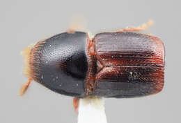 Image of Scolytus nodatus Wood 1969