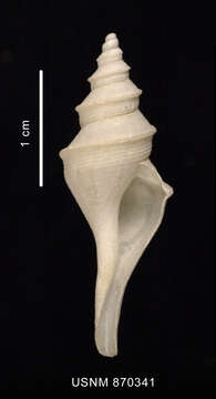 Image of Aforia goniodes (R. B. Watson 1881)