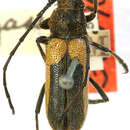 Image of Crossidius pulchellus sinuosus Casey 1912