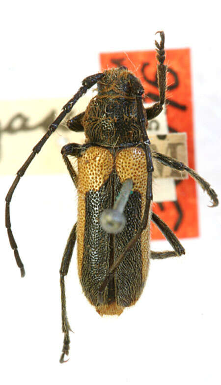 Image of Crossidius pulchellus sinuosus Casey 1912