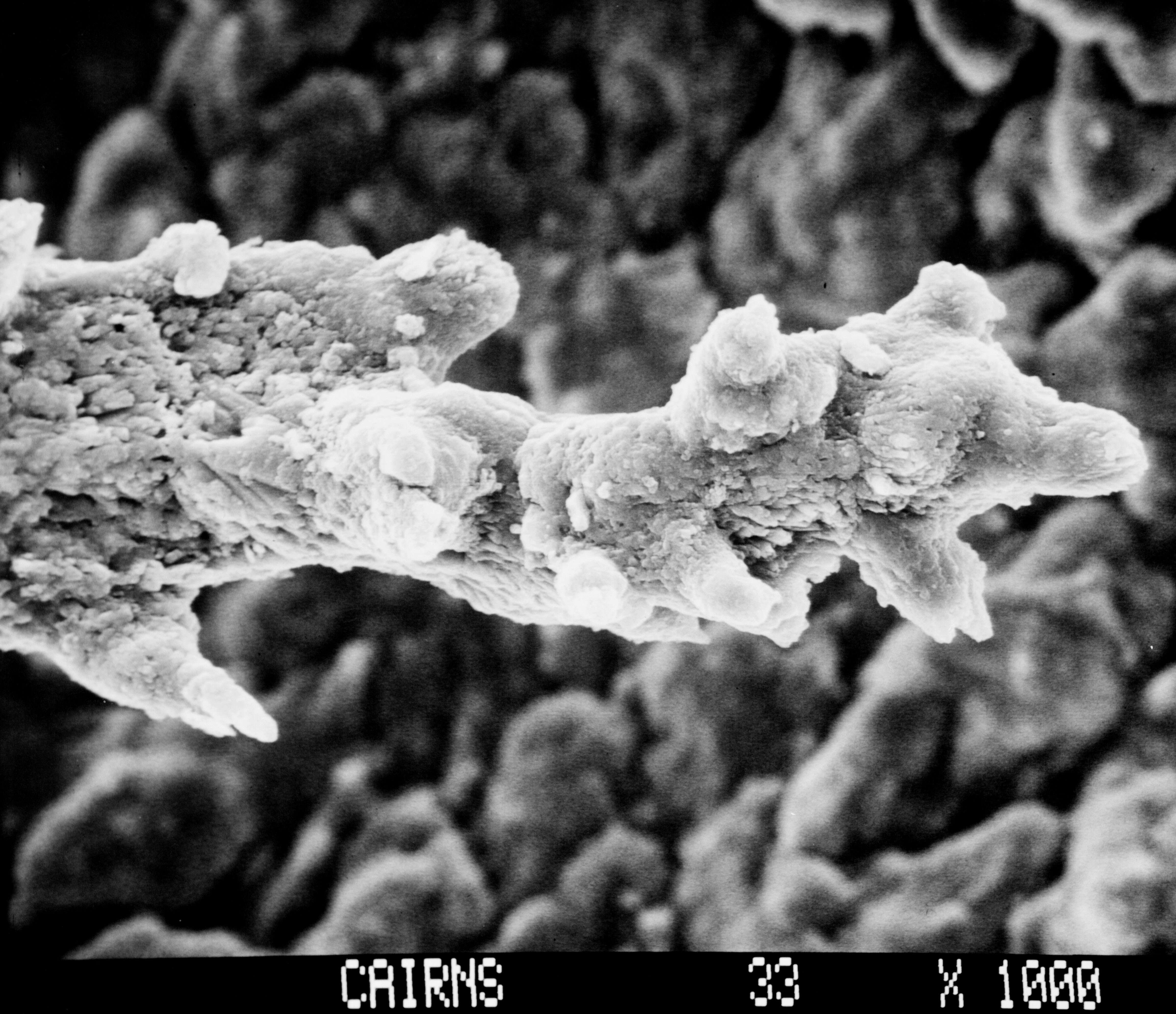 Image of Inferiolabiata lowei (Cairns 1983)