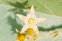 Image of Luehea Willd.