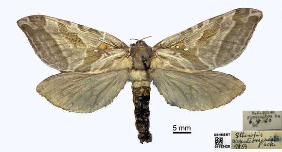 Image of Silver-spotted Ghost Moth