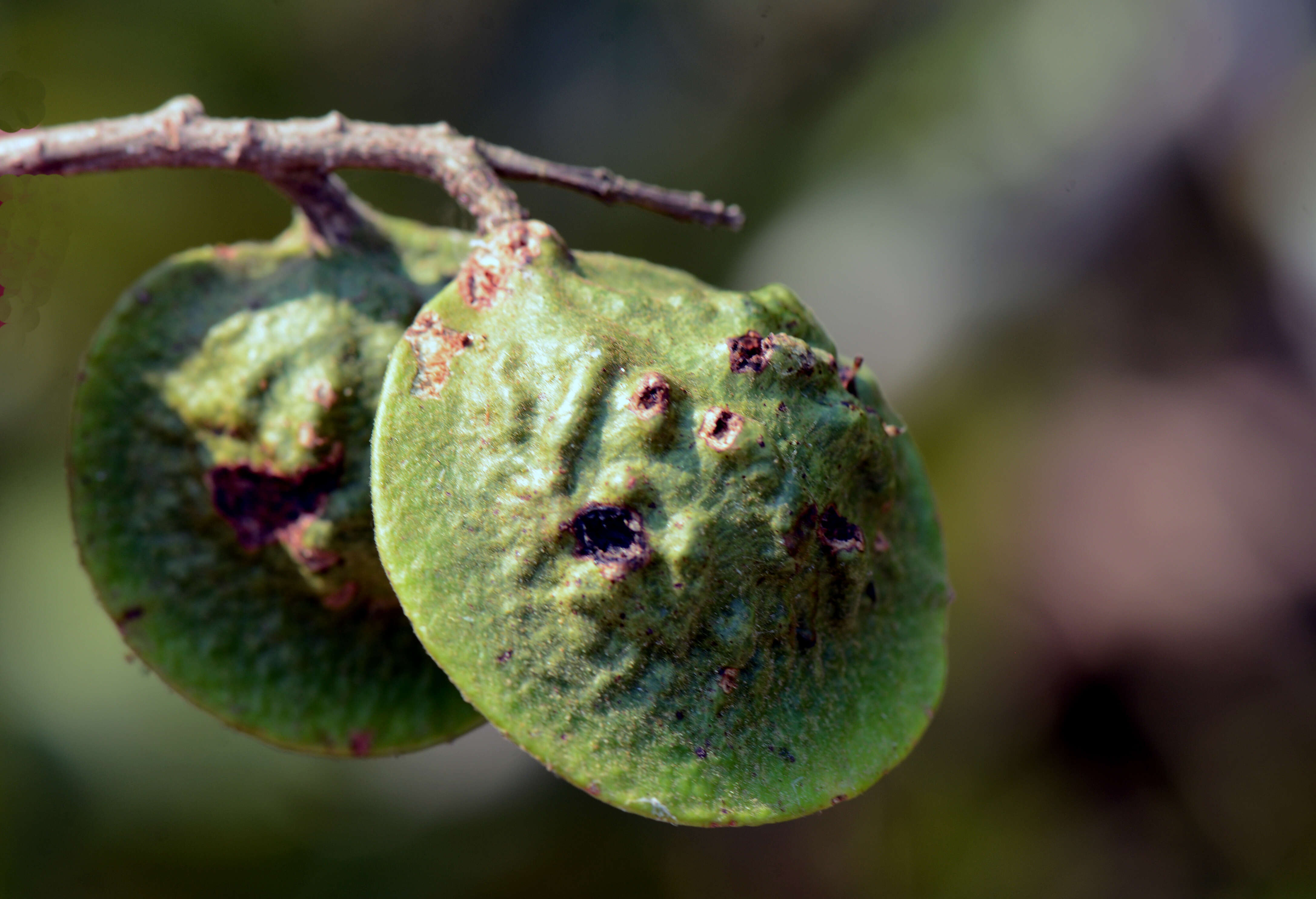 Image of Pterocarpus santalinoides DC.