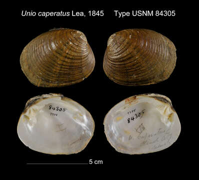 Unio caperatus I. Lea 1845 resmi