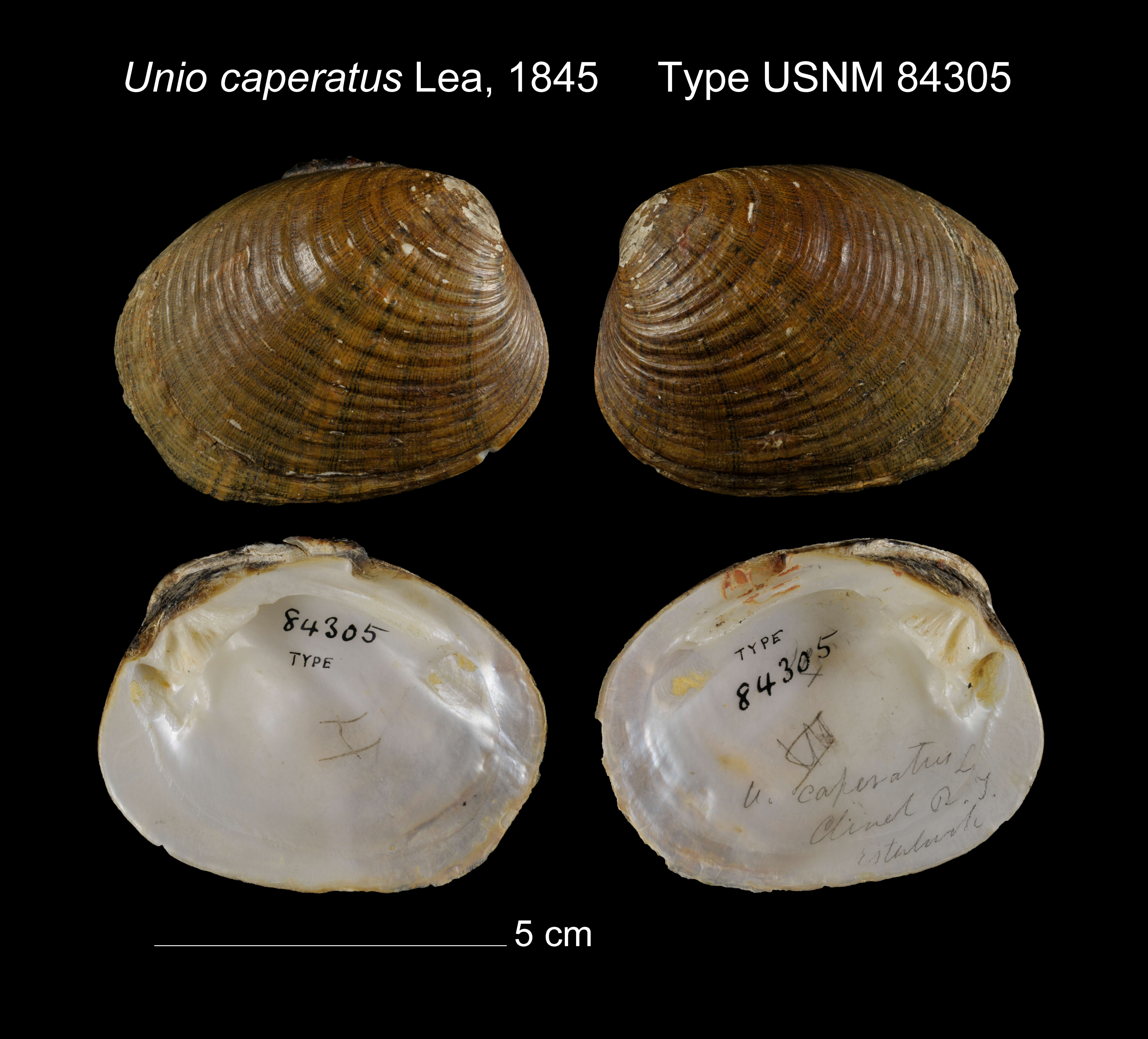 Image of Unio caperatus I. Lea 1845