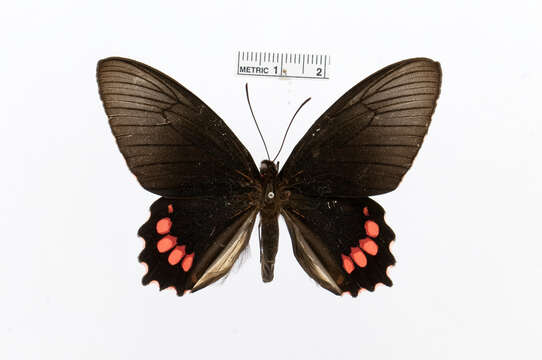 Image of Parides panthonus (Cramer (1780))